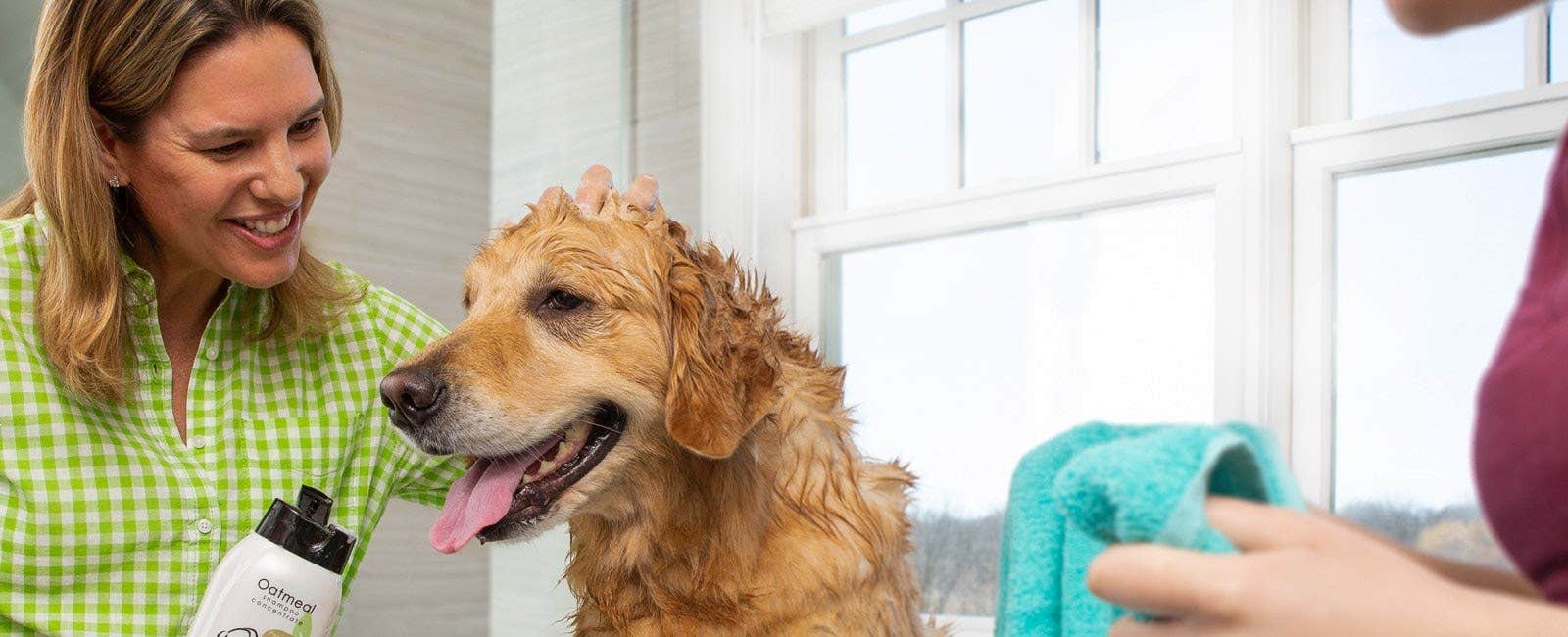 Golden retriever being washed with Wahl pet shampoo