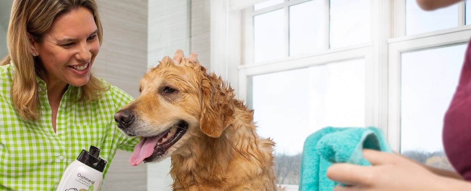 Golden retriever being washed with Wahl pet shampoo