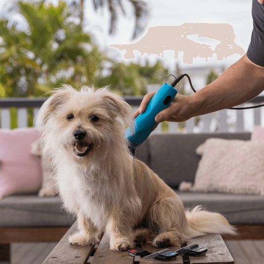 Small dog being groomed with Wahl pet clipper